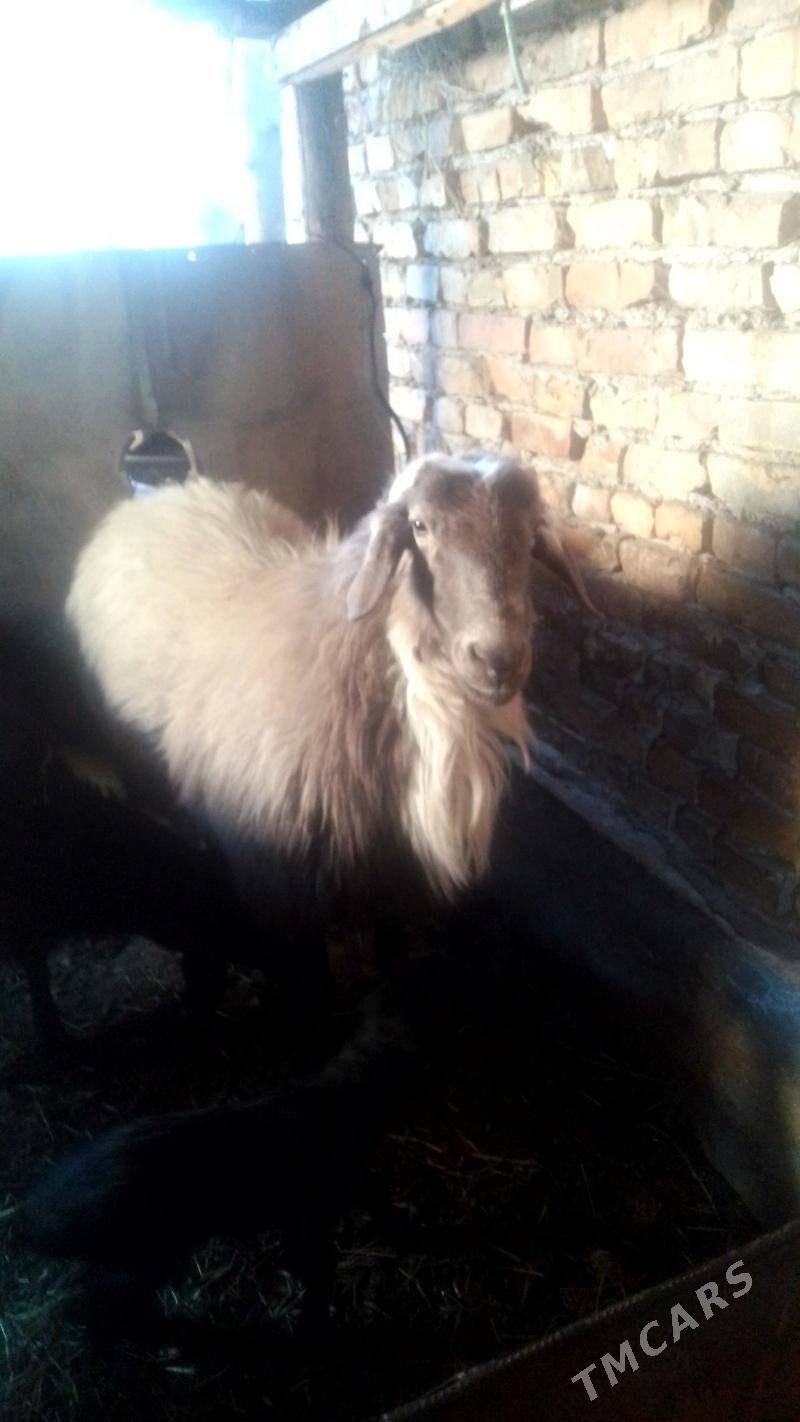 гоч - Türkmenabat - img 1