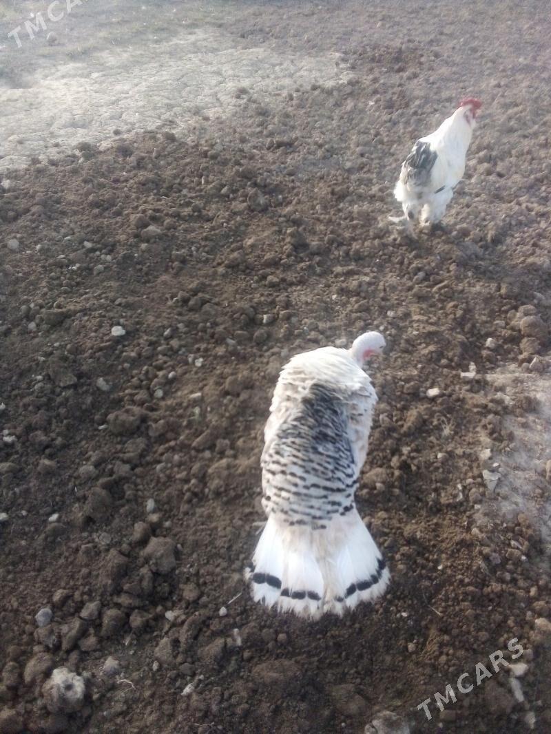 kürk induk - Baýramaly - img 1