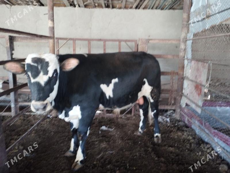 öküzler - Murgap - img 1