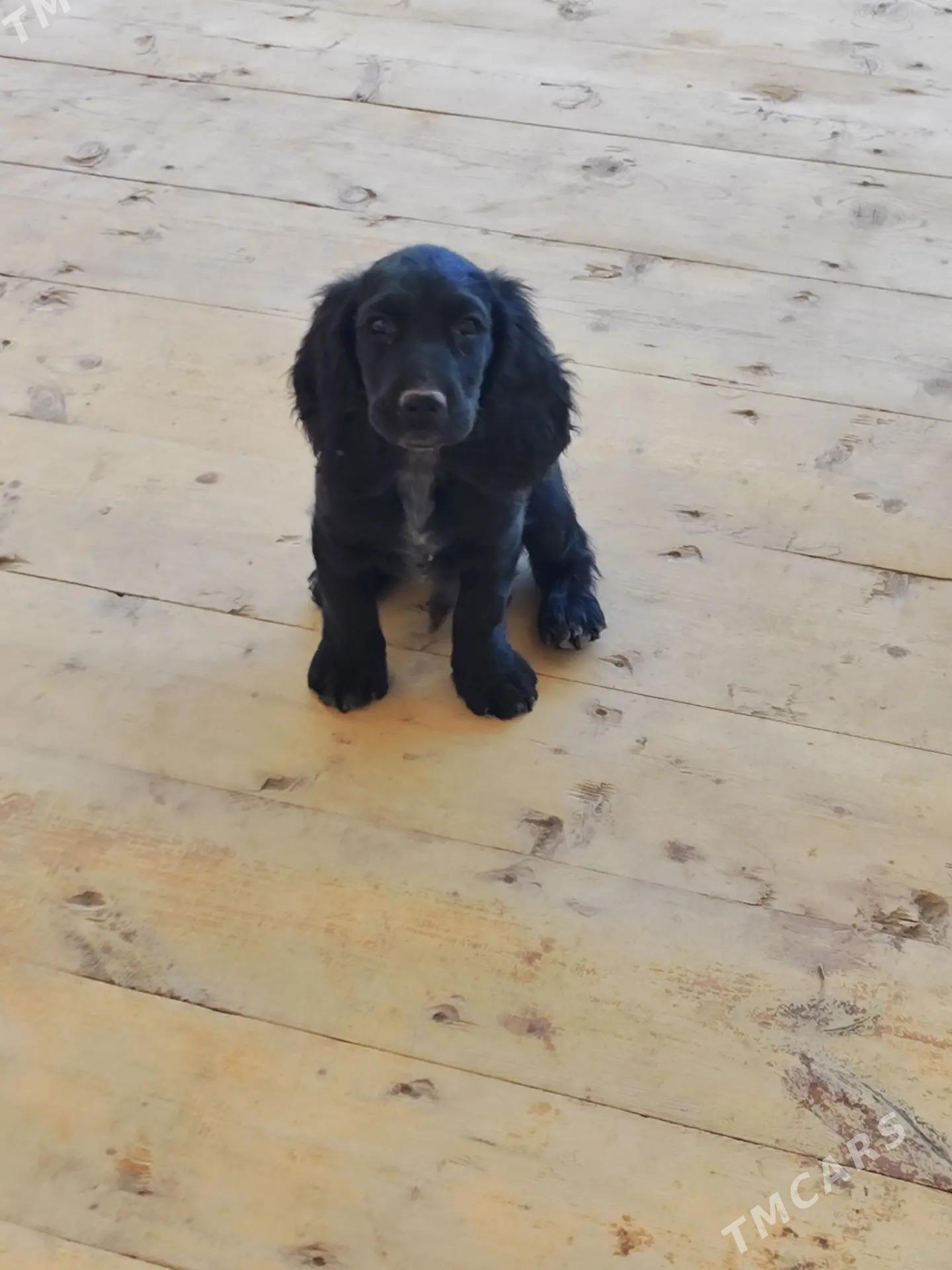 Arassa rus spaniel - Дашогуз - img 1