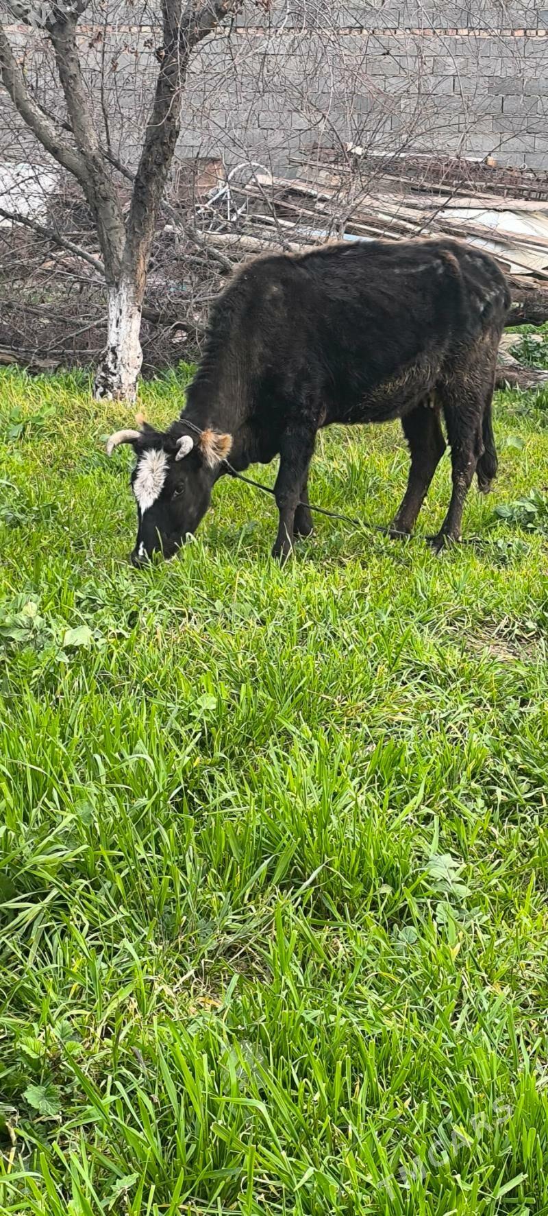 Gysyr sygyr - Бахарден - img 1