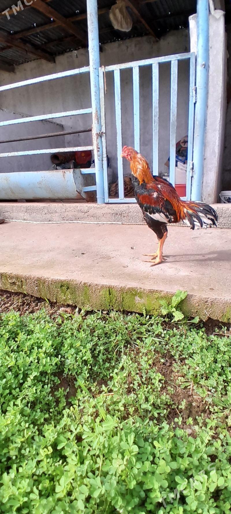 Taşkent - Багир - img 1