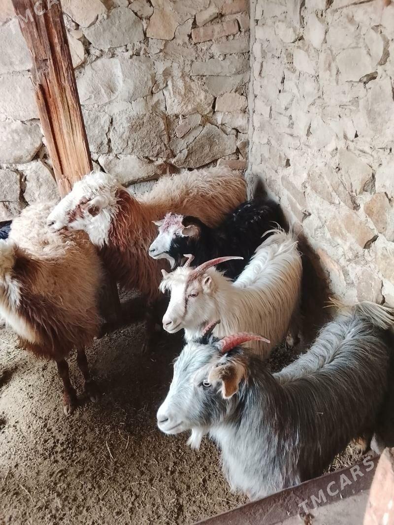 geçi cebiş - Берекет - img 1