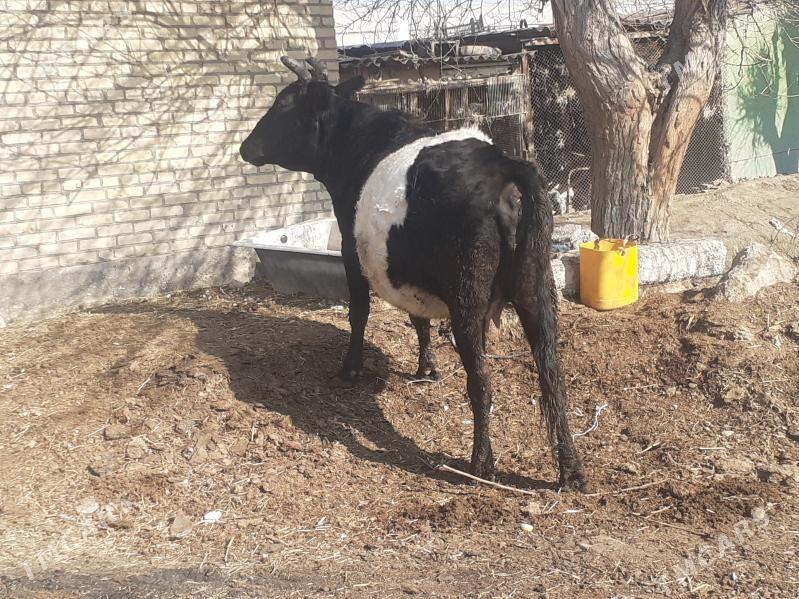 yetik bogaz - Sakar - img 1