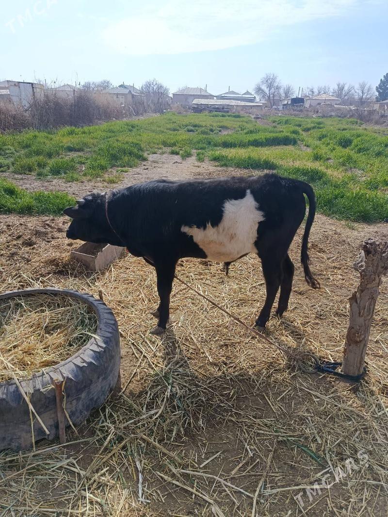 Õküz - Babadaýhan - img 1