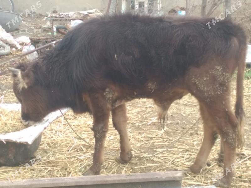 Öküz - Bäherden - img 1