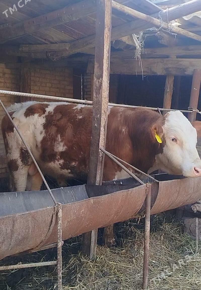 Simental Fleskvieh Okuz - Türkmenabat - img 1