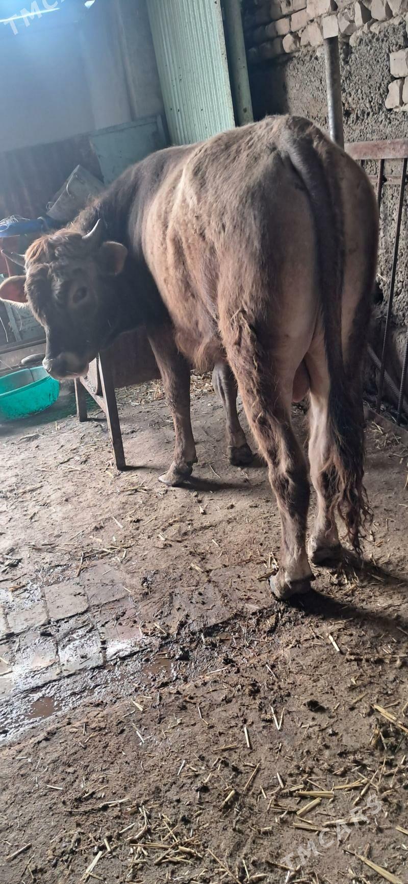 okuz - Ашхабад - img 1