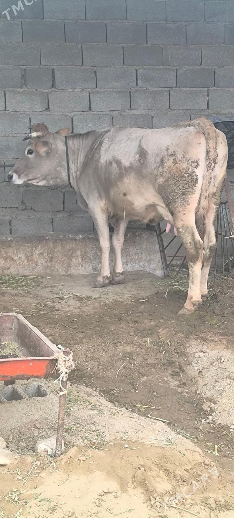 ARASSA SWES GOLELİ SYGYR - Bäherden - img 1