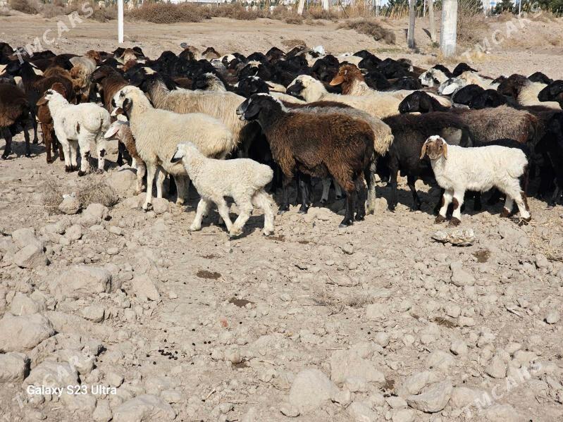 GUZULY GOYUN - Туркменабат - img 1