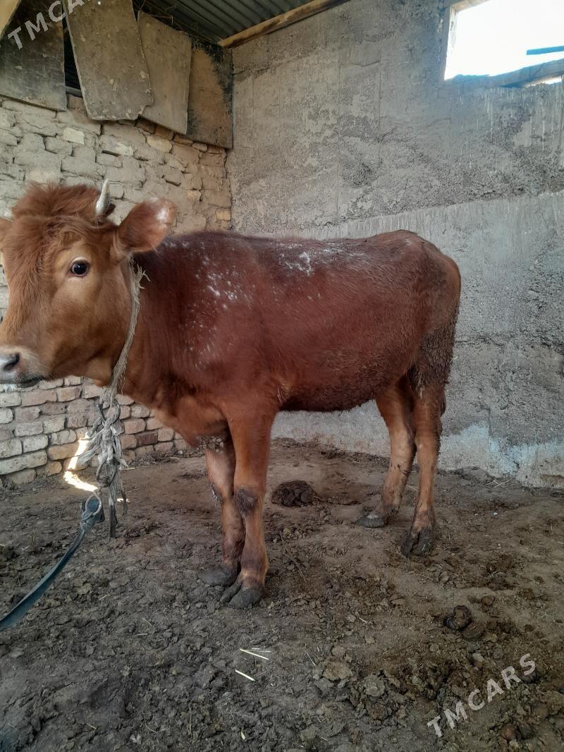 satlyk gulajyn gole - Wekilbazar - img 1