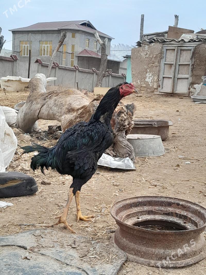 satlyk bayes horoz - Wekilbazar - img 1