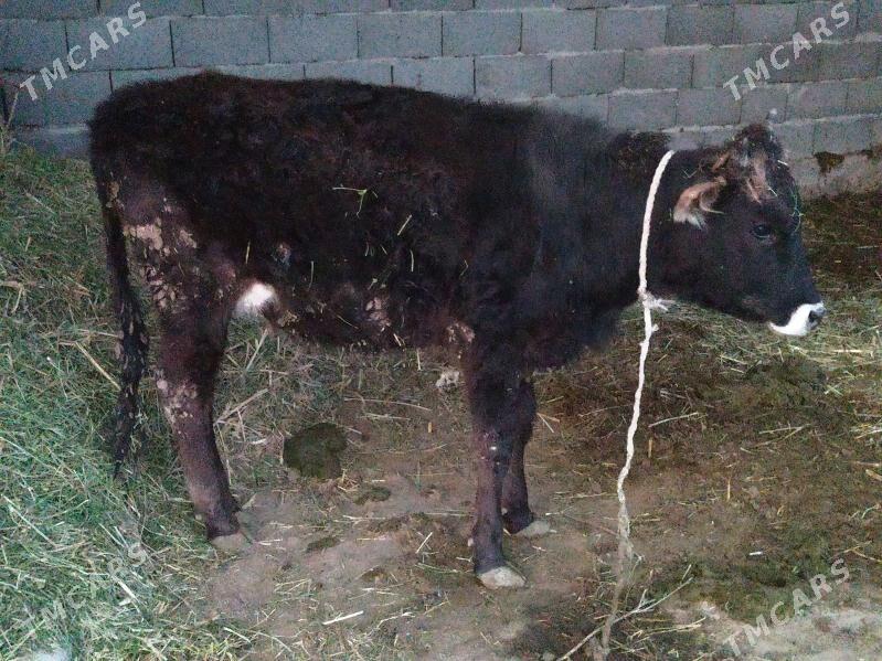 Tüwe - Bäherden - img 1