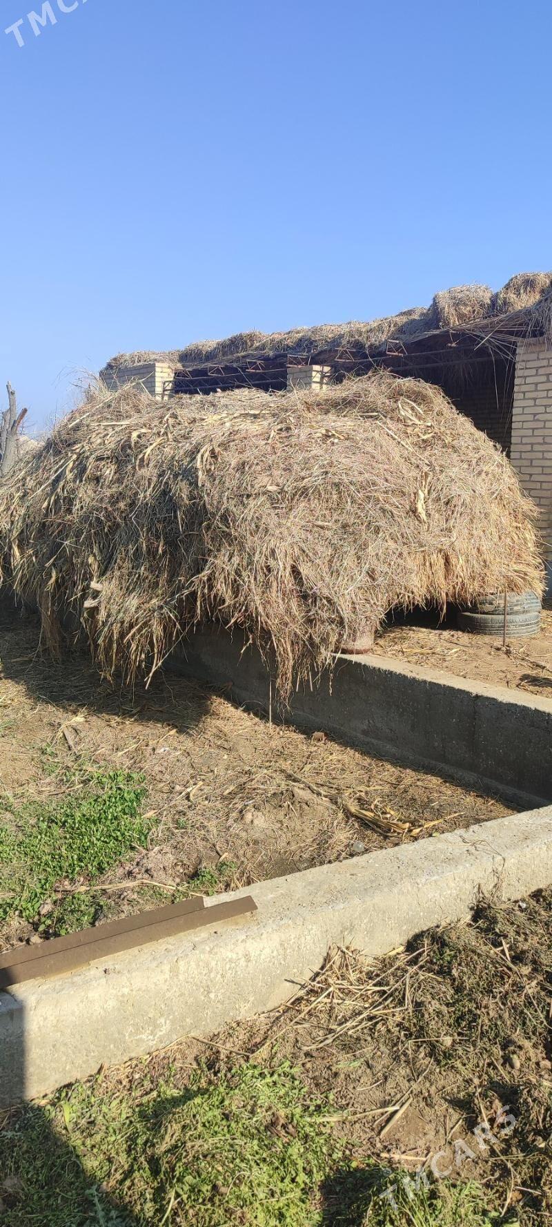 от - Türkmenabat - img 1