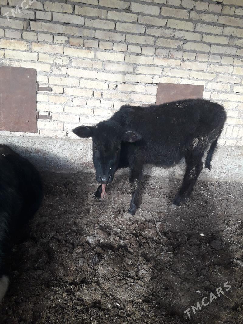 unajyn - Чарджоу - img 1