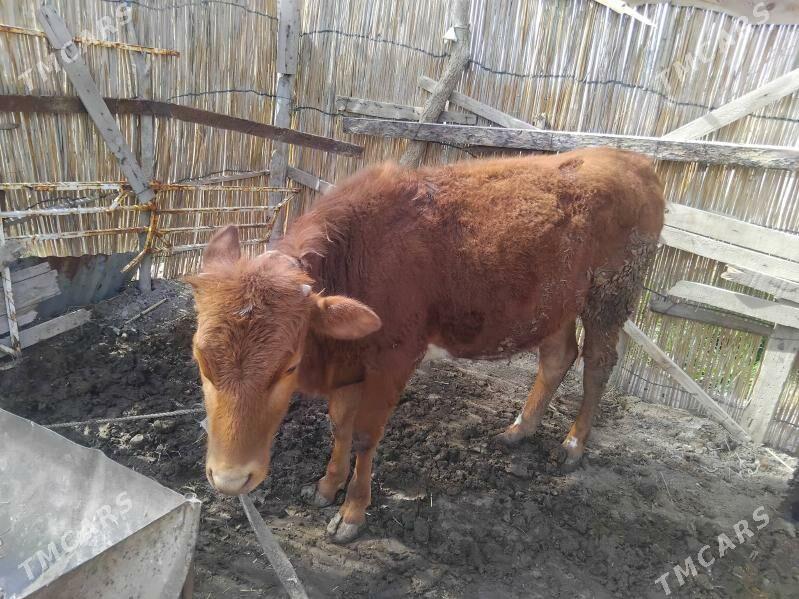 Gulajyn goleler - Мургап - img 1