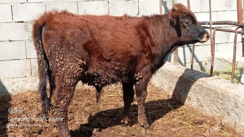 ÖKÜZ - Gökdepe - img 1