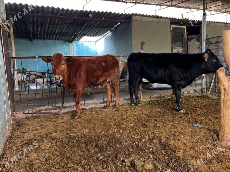 2 sany bakylan tuwe - Aşgabat - img 1