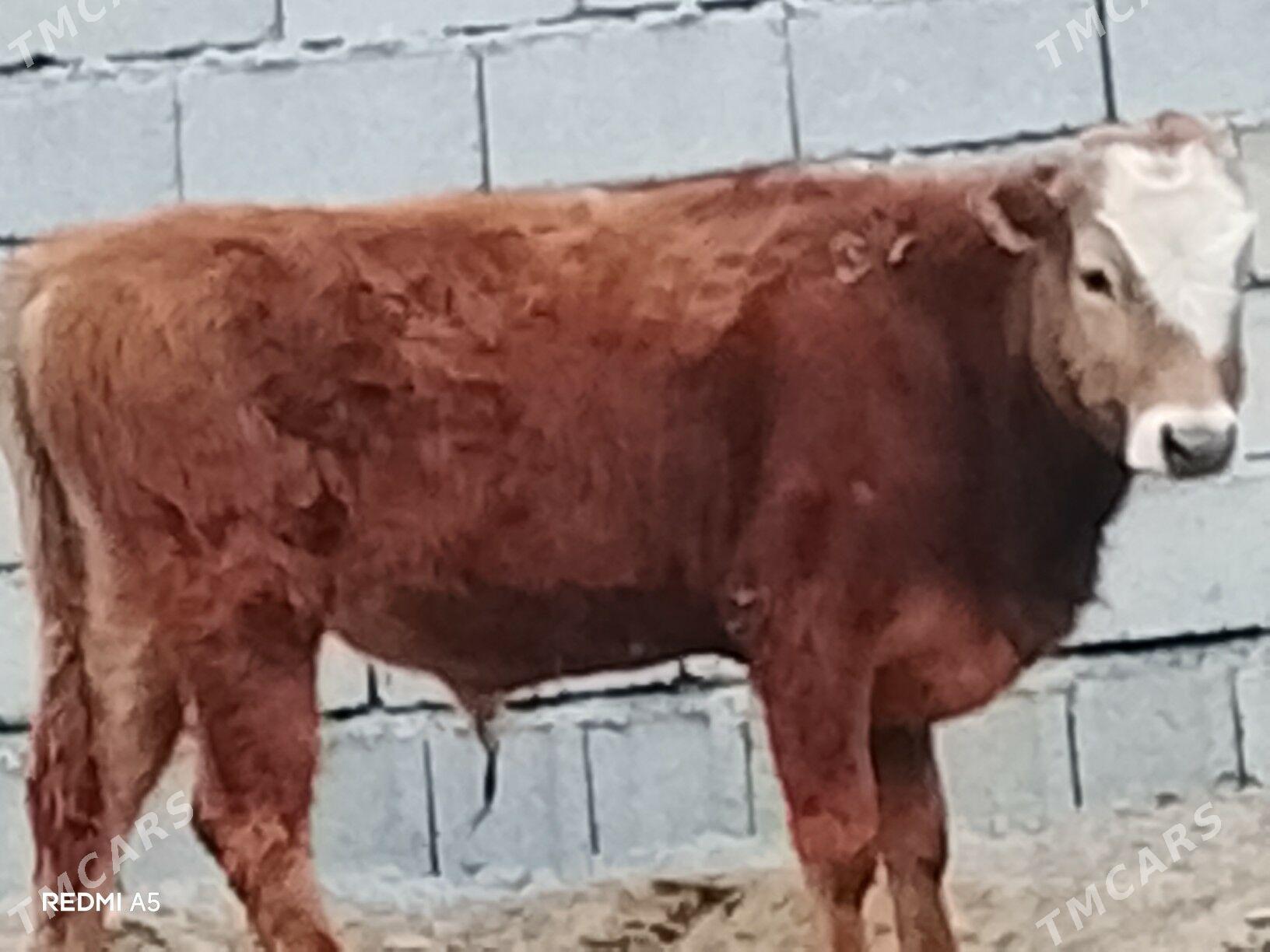 ökiz - Бузмеин - img 1