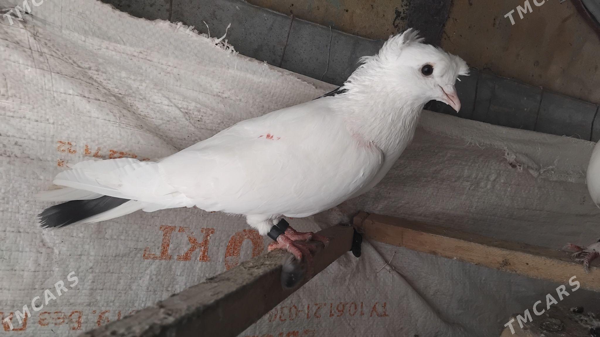 kepderi - Ýolöten - img 1