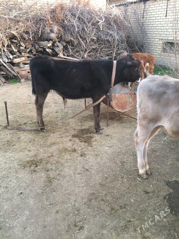 Okuz - Sakarçäge - img 1