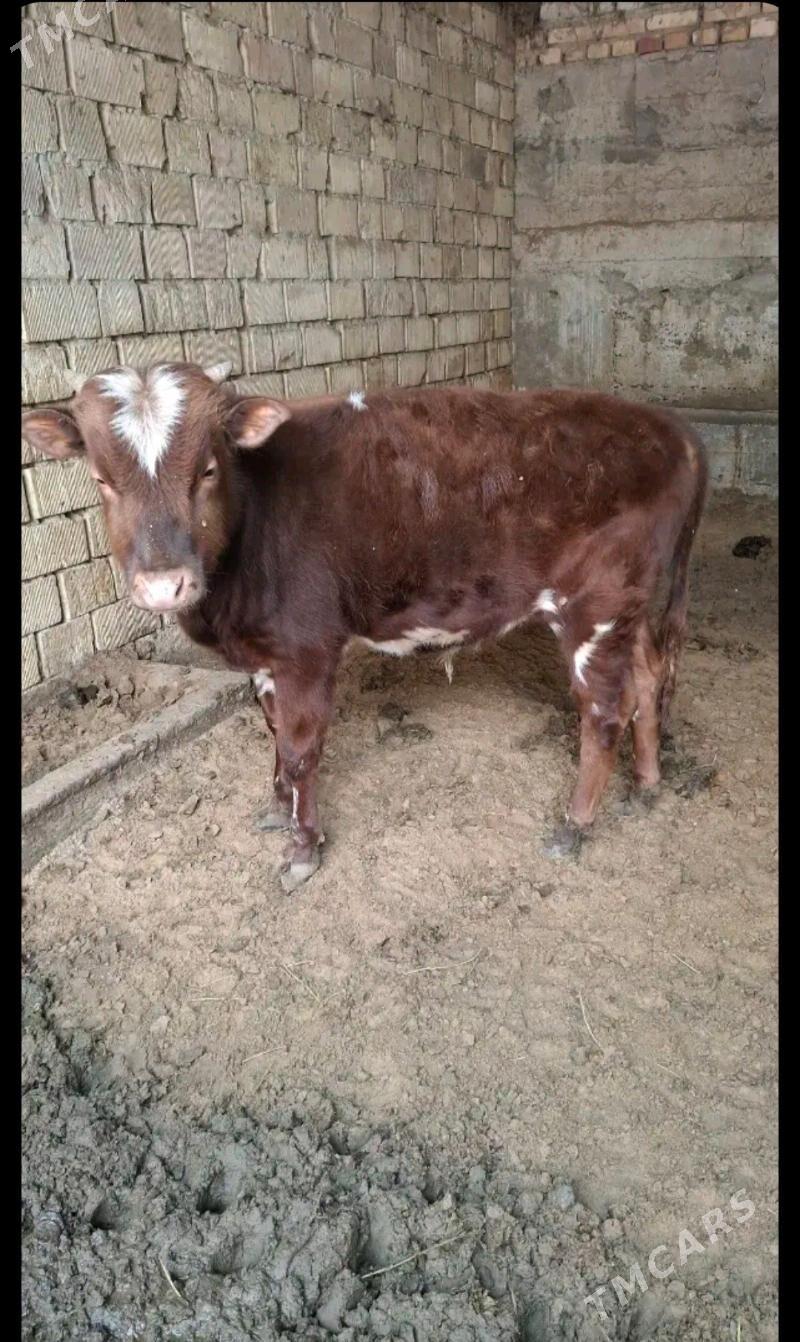 Oküzçe - Ак-Бугдайский этрап - img 1