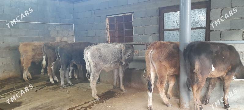 öküz - Büzmeýin - img 1