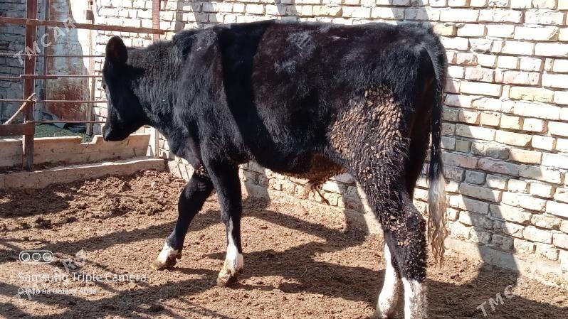 GALŞTEÝIN OKÜZ - Гёкдепе - img 1