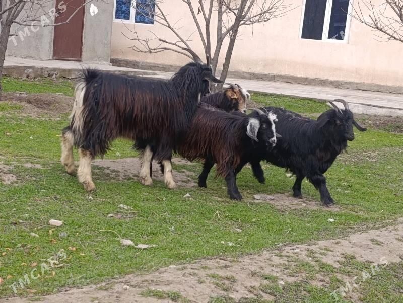 goyun geci - Bagyr - img 1