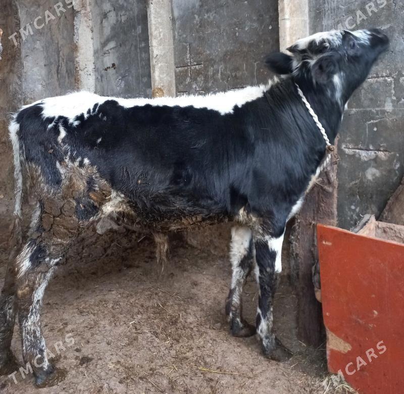 okuz - Яшлык - img 1