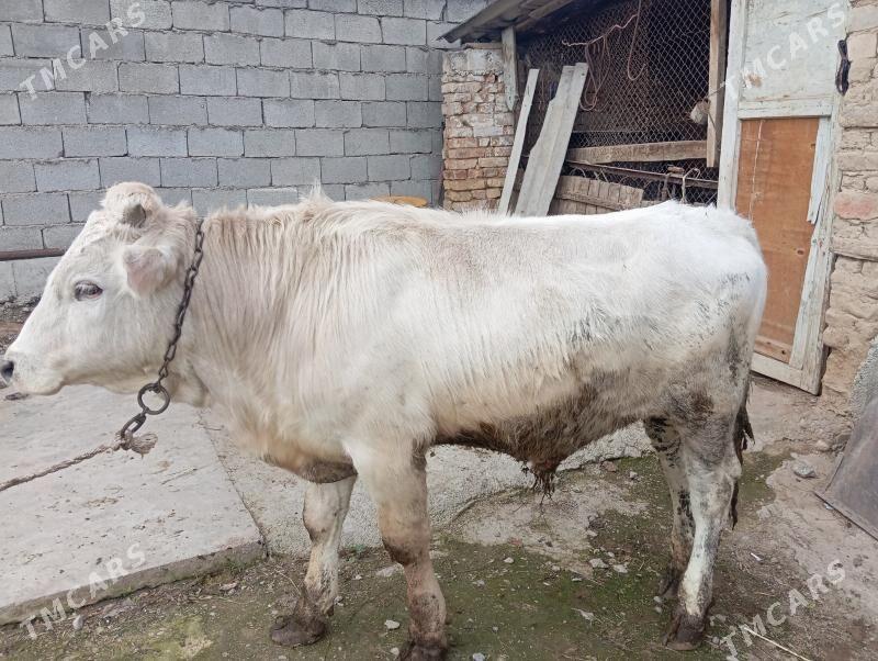 okuz - Aşgabat - img 1