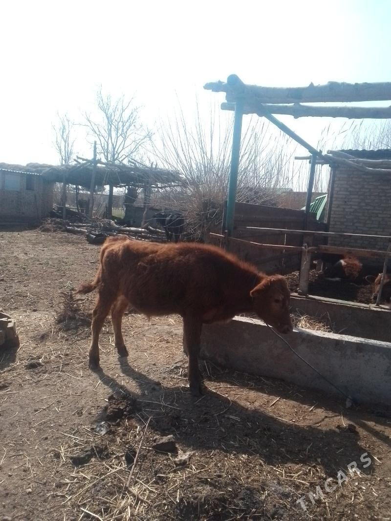 okuzce - Дянев - img 1