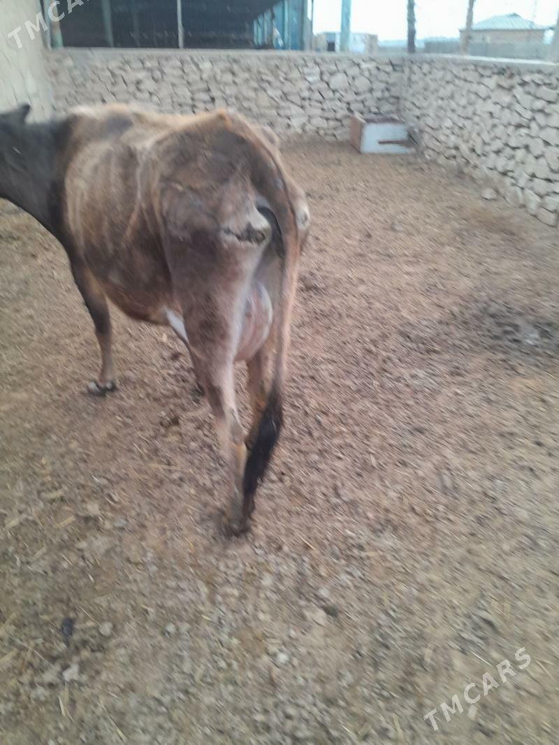 Mal sygyr - Этрек - img 1