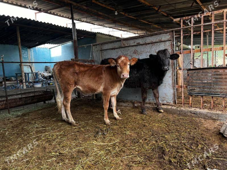 Arginal 2 sany tuwe - Aşgabat - img 1