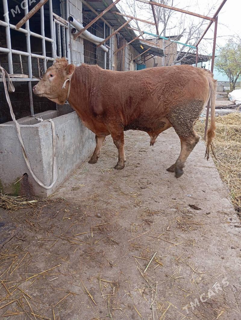 simental okuz - Gökje - img 1