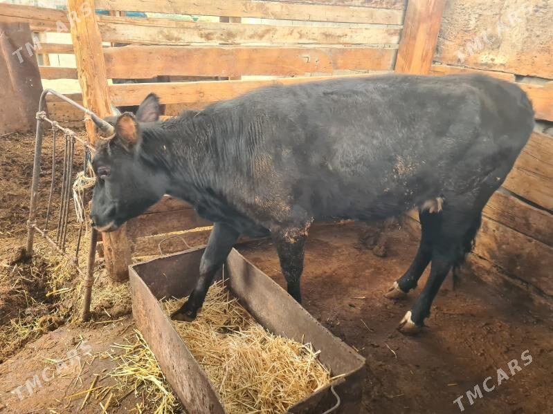 sygyr - Aşgabat - img 1