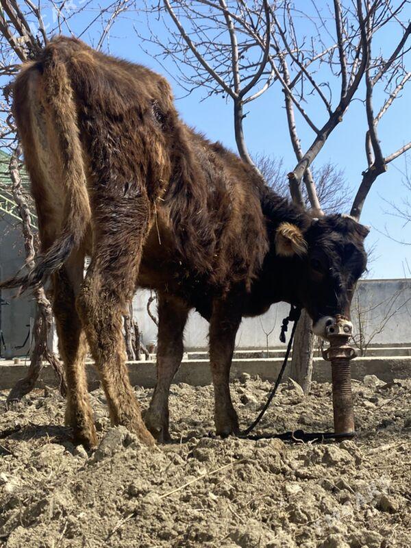 tohum tuwe - Бахарден - img 1