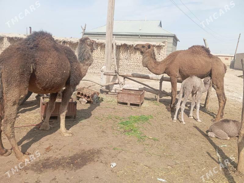 Koseklli duye - Векильбазар - img 1