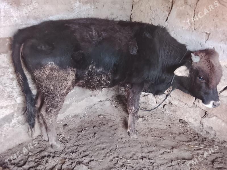 okuz - Gyzylarbat - img 1