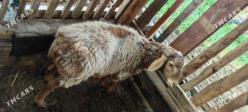 koçkar - Türkmenabat - img 1