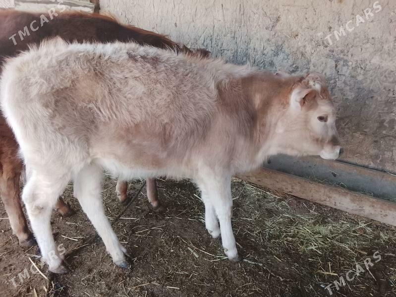 tuwe - Гызыларбат - img 1