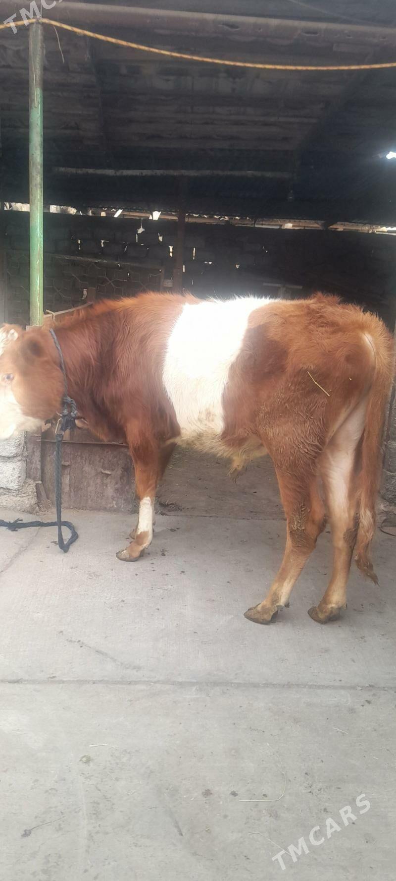 okuz - Aşgabat - img 1