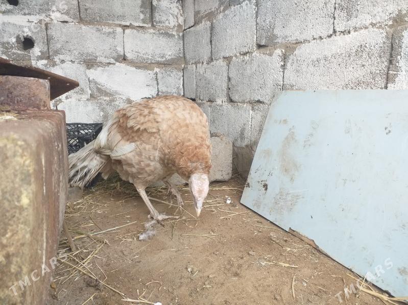 induk - Herrikgala - img 1