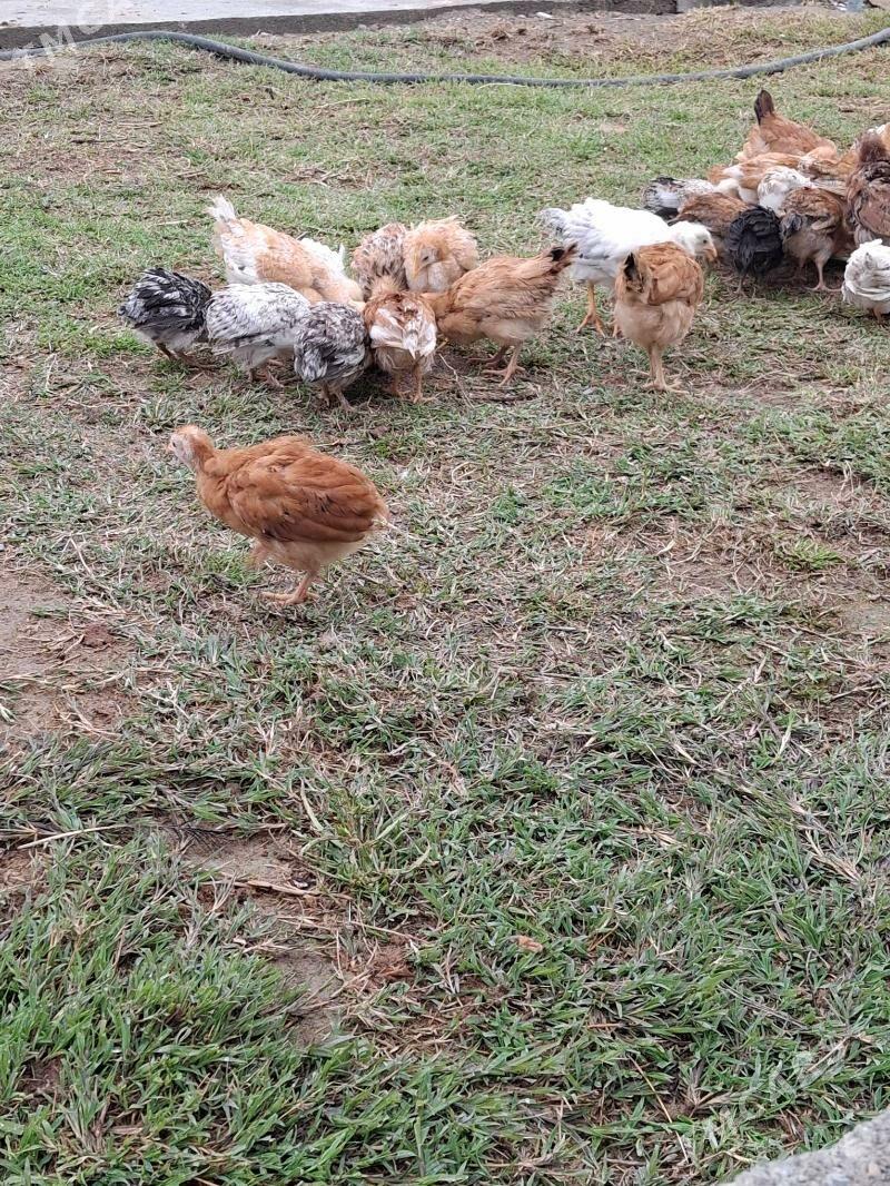 juje - Gökdepe - img 1