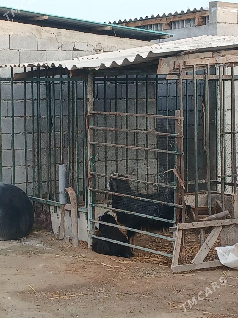 gurat geci - Gökdepe - img 1