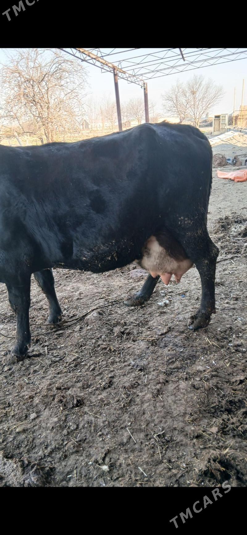 goleli sygyr - Murgap - img 1