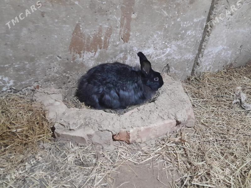 Поло-великан Крольчиха - Гызыларбат - img 1