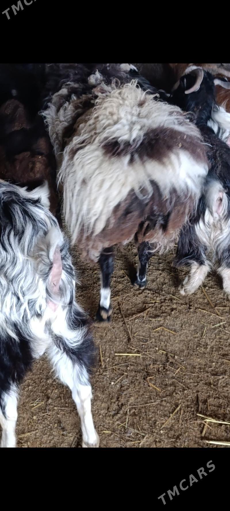 Goç - Бузмеин - img 1