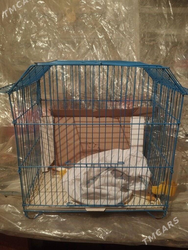 клетка - Туркменабат - img 1