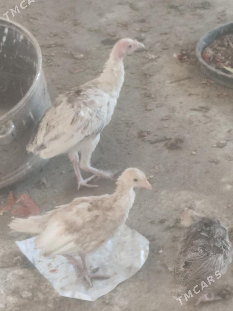 induk . - Bäherden - img 1